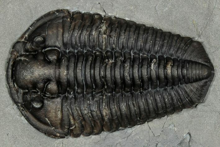 Calymene Niagarensis Trilobite Fossil - New York #357073